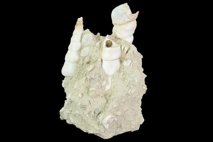 Fossil Gastropod (Haustator) Cluster - Damery, France #97775